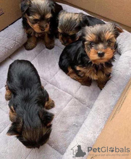 Photo №1. yorkshire terrier - à vendre en ville de Budapest | négocié | Annonce №42525