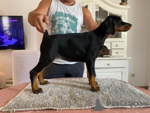 Photo №1. dobermann - à vendre en ville de Novi Bečej | négocié | Annonce №113503