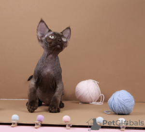 Photo №2 de l'annonce № 125555 de la vente devon rex - acheter à Allemagne éleveur