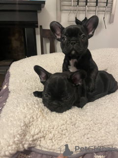 Photo №3. Chiot bulldog français de 12 semaines. Allemagne