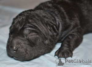 Photos supplémentaires: Bouledogue chinois (Chongqing)