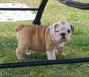 Photo №1. bulldog anglais - à vendre en ville de Tokyo | négocié | Annonce №172124