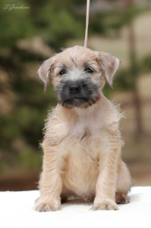 Photos supplémentaires: Chiots Wheaten Terrier irlandais à poil doux.