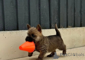 Photo №1. cairn terrier - à vendre en ville de Bruxelles | négocié | Annonce №156858