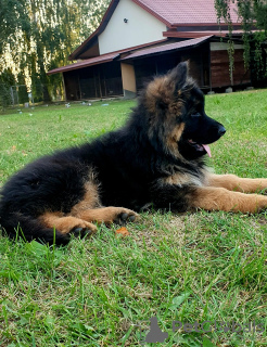 Photo №3. Chiots berger allemand à poil long. Pologne