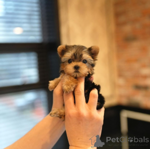 Photo №2 de l'annonce № 166541 de la vente biewer yorkshire terrier - acheter à USA éleveur