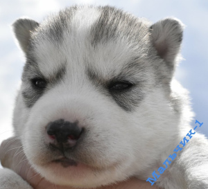 Photo №1. husky de sibérie - à vendre en ville de Syktyvkar | 358€ | Annonce №2449