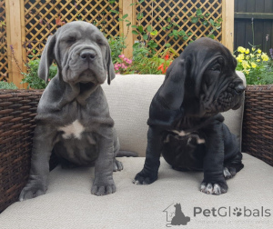 Photo №3. Chiots Dogue napolitain. Belgique