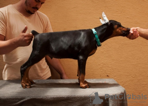 Photo №1. dobermann - à vendre en ville de Loznica | négocié | Annonce №109593