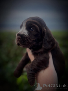 Photo №3. Découvrez l'élégance en mouvement de Bentley, l'amour en esprit. Notre petit. France
