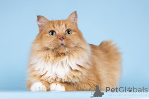 Photo №4. Je vais vendre  en ville de Khimki. de l'abri - prix - Gratuit