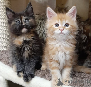 Photo №1. sibérien - à vendre en ville de Cologne | Gratuit | Annonce № 160190