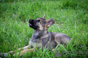 Photo №2 de l'annonce № 104269 de la vente chien bâtard - acheter à Biélorussie annonce privée