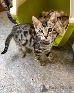 Photo №3. Chatons Bengal Cats vaccinés disponibles à l'adoption. Allemagne