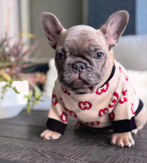 Photo №1. bouledogue - à vendre en ville de Berlin | 1500€ | Annonce №139066