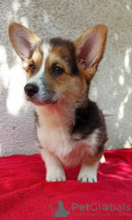 Photo №3. Chiots CORGI WELSH PEMBROKE à vendre. Serbie