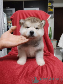 Photo №4. Je vais vendre malamute de l'alaska en ville de Bachka-palanka.  - prix - négocié