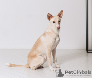 Photos supplémentaires: Écureuil - un chien manquant d'une partie de ses pattes arrière est à la