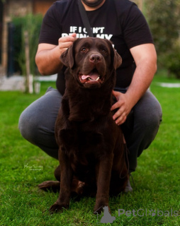 Photo №4. Je vais vendre labrador retriever en ville de Belgrade. éleveur - prix - négocié
