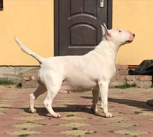 Photo №4. Je vais vendre bull terrier en ville de Krasnodar. de la fourrière - prix - 497€