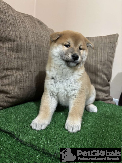 Photo №4. Je vais vendre shiba en ville de Zrenjanin.  - prix - négocié
