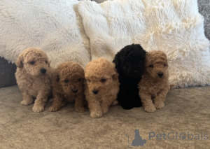 Photo №1. caniche (jouet) - à vendre en ville de Larnaca | négocié | Annonce №168871