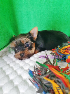 Photo №3. Yorkshire Terrier. Chiots Yorkshire terrier de parents de race pure.. Georgia