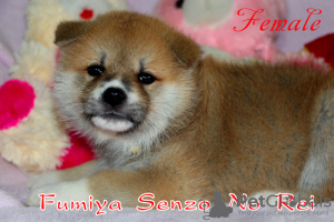 Photo №2 de l'annonce № 42489 de la vente akita (chien) - acheter à Ukraine éleveur