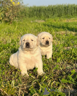 Photo №1. labrador retriever - à vendre en ville de Paris | négocié | Annonce №158384