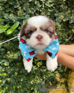 Photo №3. Chiot Shih Tzu disponible. Pays Bas