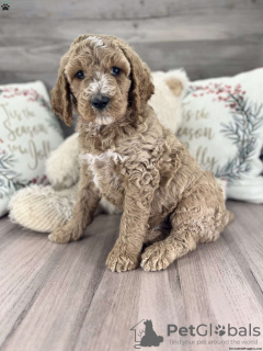 Photo №4. Je vais vendre caniche (jouet) en ville de Texarkana.  - prix - négocié