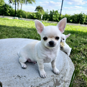 Photo №1. chihuahua - à vendre en ville de Varsovie | 1000€ | Annonce №140911