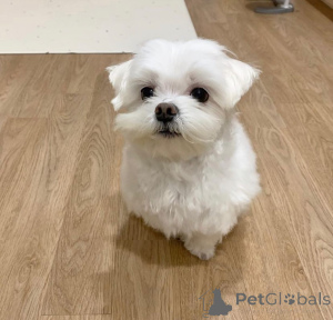 Photo №1. bichon maltais - à vendre en ville de Lille | négocié | Annonce №173309