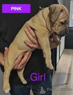 Photo №2 de l'annonce № 161555 de la vente chien bâtard - acheter à Australie annonce privée