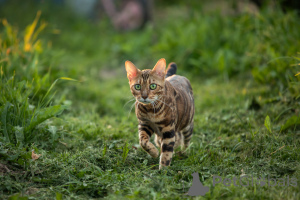 Photo №3. Chat du Bengale. Biélorussie