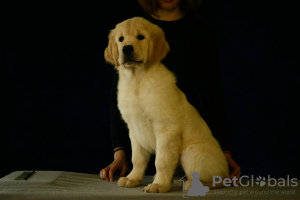 Photo №2 de l'annonce № 13618 de la vente golden retriever - acheter à Fédération de Russie éleveur