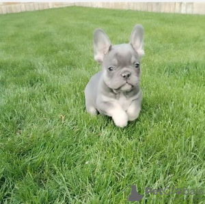 Photos supplémentaires: Chiots bouledogue français