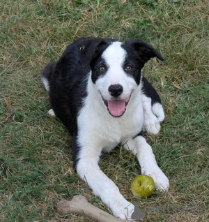 Photo №3. Border-Collie-Welpen enregistré auprès de la CBCA. Allemagne