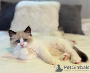 Photo №1. ragdoll - à vendre en ville de Bremerhaven | 300€ | Annonce № 69384