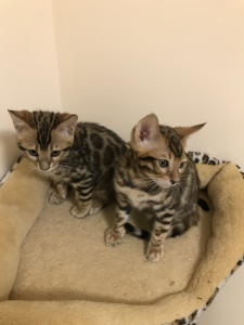 Photos supplémentaires: Les chatons du Bengale attendent leurs nouveaux parents !!!