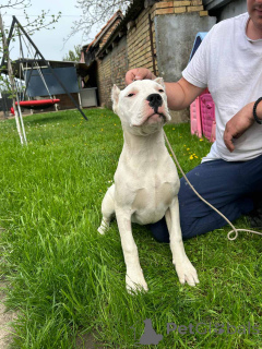 Photo №3. Dogo argentino femelle. Serbie