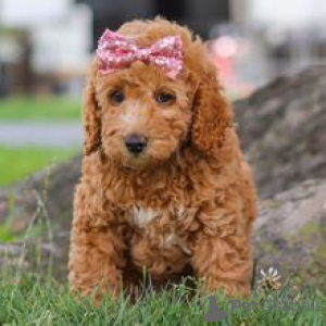 Photo №3. Rencontrez Brooke, un magnifique chiot caniche jouet rouge prêt pour sa maison. Allemagne