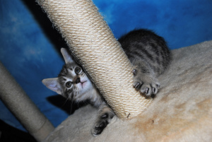 Photo №4. Je vais vendre bobtail des kouriles en ville de Kharkov. de la fourrière - prix - 337€