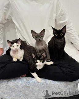 Photo №1. devon rex - à vendre en ville de Stockholm | négocié | Annonce № 161180