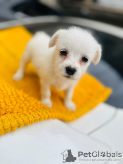 Photo №1. bichon maltais - à vendre en ville de Berlin | Gratuit | Annonce №97162