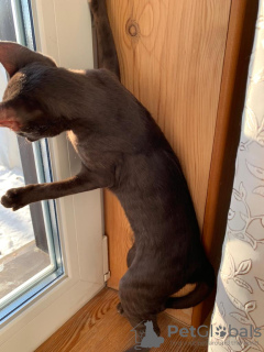 Photo №2 de l'annonce № 33359 de la vente oriental shorthair - acheter à Fédération de Russie annonce privée