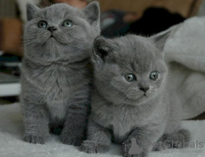 Photo №1. british shorthair - à vendre en ville de Floride | négocié | Annonce № 123100