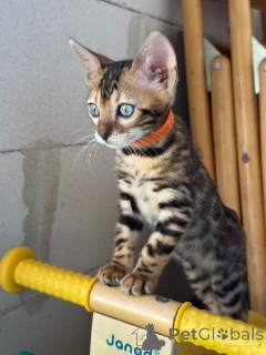 Photo №1. bengal - à vendre en ville de Amiens | Gratuit | Annonce № 173644