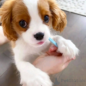 Photo №3. Entreprise de chiot Cavalier King Charles Spaniel mâle WhatsApp447400576553. La finlande