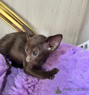 Photo №1. oriental shorthair - à vendre en ville de Siegen | 350€ | Annonce № 177569